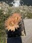 Preview: Eriosyce crispa v. carrizalensis
